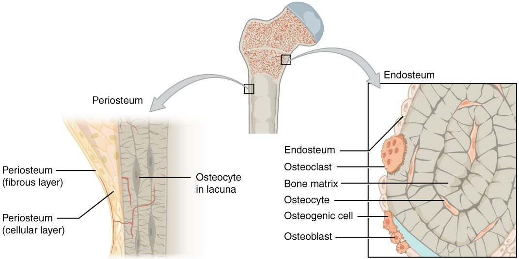 The upper end of a thigh bone with two magnified boxes. Left: the outer surface of the shaft, showing a membrane with an outer fibrous layer and an inner cellular layer lying on bone that contains a cell in a small cavity. Right: the inner surface of the bone, with rings of matrix containing branching cells, lined by a single layer of flat cells; along this lining sit a large cell with several nuclei, a stem cell and a small group of bone-building cells.