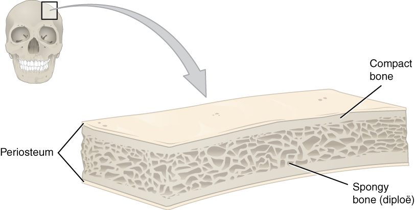 A skull with a small box on its upper side, and an arrow leading to a magnified slab of that flat bone. The slab is a sandwich: a thin covering membrane on each face, a thin solid layer of dense bone under each covering, and a thick middle layer of lattice-like bone full of small spaces.