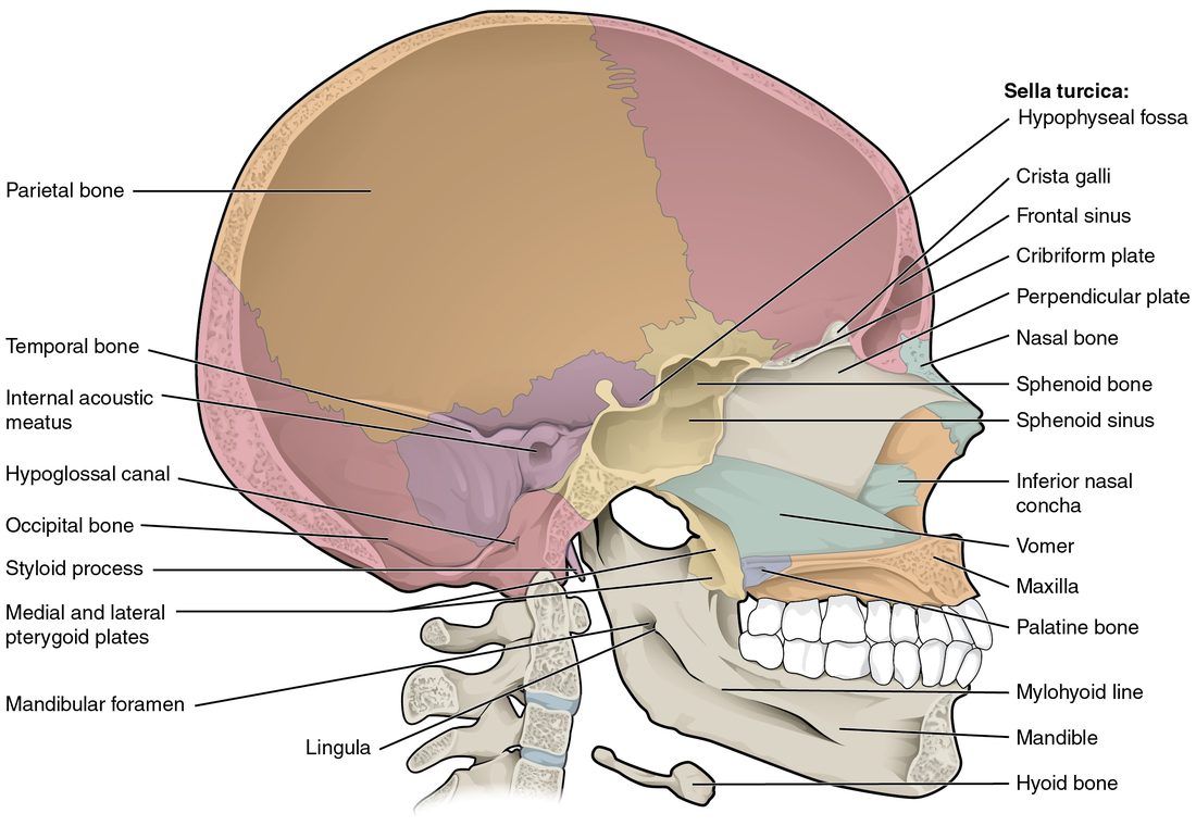 The skull cut down the midline and seen from the inside. It shows the inner face of the brain case, the saddle-shaped hollow in the middle of the skull base, the air spaces in the forehead bone and behind the nose, the bony wall that divides the nose, the lower jaw with a hole on its inner face, and the small U-shaped bone floating in the upper neck below the jaw.