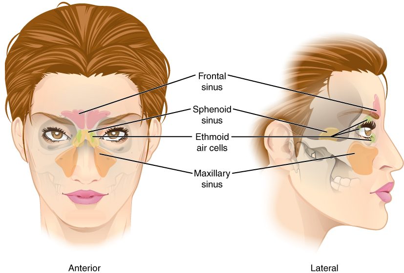 Front and side views of a woman's head with the air-filled spaces in the skull bones shown in color: one above the eyebrows, a cluster between the eyes, one deep behind the nose, and a large pair in the cheeks beside the nose.