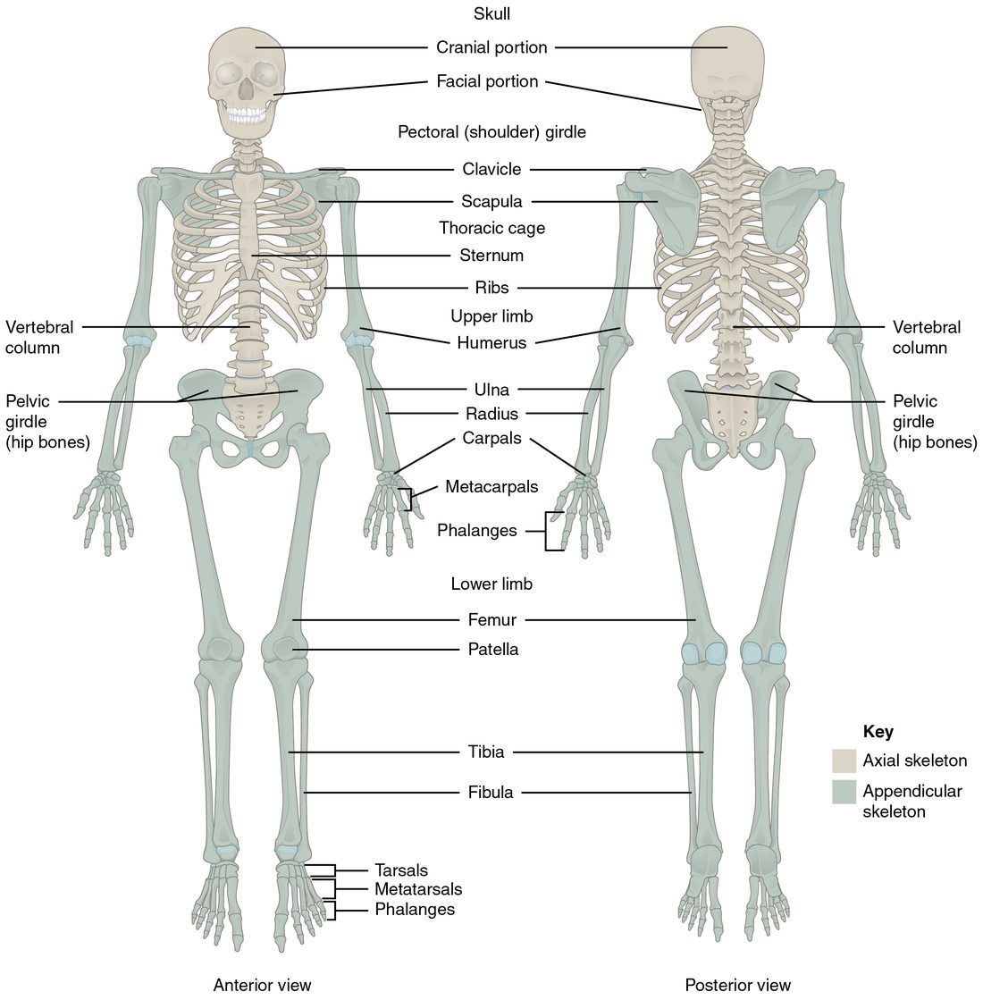 Front and back views of a whole adult skeleton. The skull, backbone, breastbone and ribs are shaded one color, and the bones of the arms and legs with the shoulder and hip bones that attach them are shaded a second color, with a key naming the two divisions.