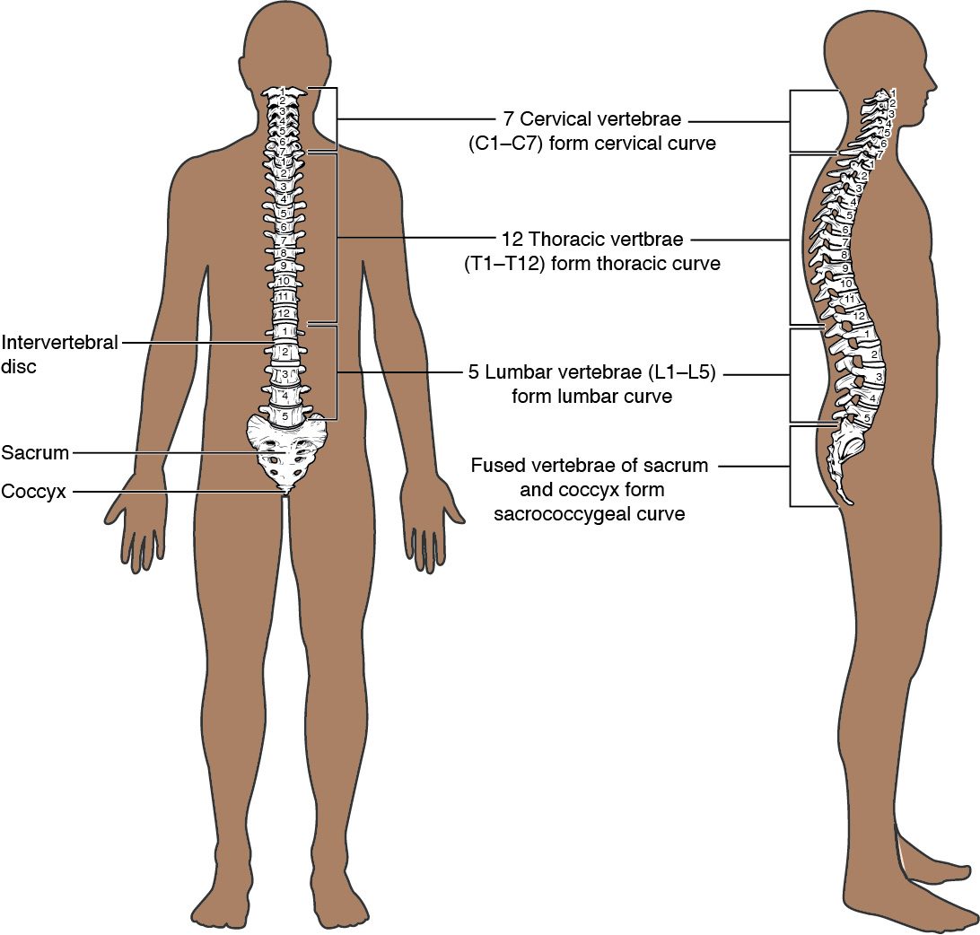Two outlines of a standing person, from the back and from the side, with the backbone drawn inside. The vertebrae are numbered by region from the neck down, with a pad between each pair, a wide triangular bone at the bottom and a small tail below it. The side view shows the backbone bending in four gentle curves.