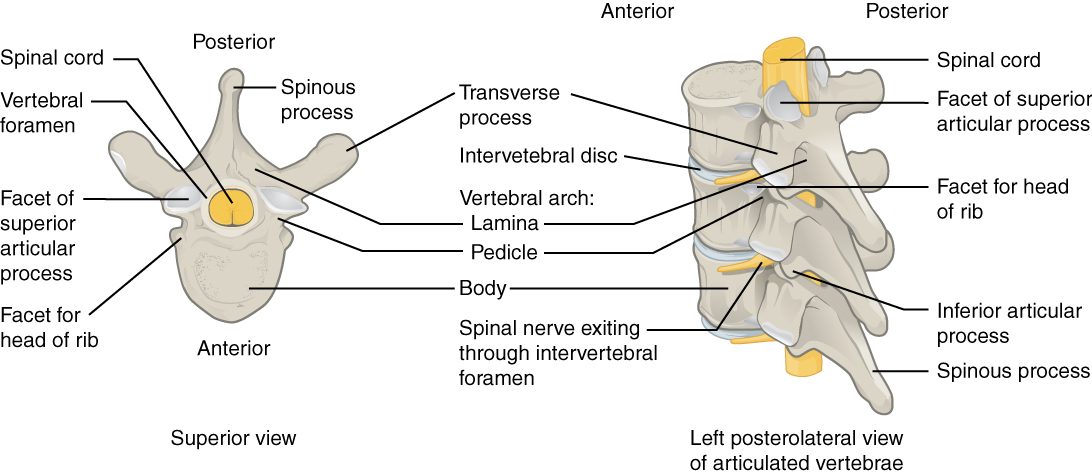 A typical vertebra from above, and three stacked vertebrae from behind and to one side. The top view shows the thick rounded body in front, the arch behind it enclosing a large hole with the spinal cord inside, a long process pointing backward and two pointing out to the sides. The stacked view shows pads between the bodies, the bony surfaces where each vertebra meets the next, and a nerve leaving through a gap between two vertebrae.