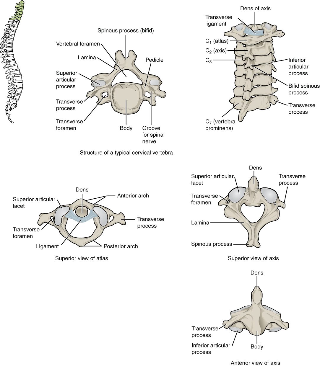 Vertebrae of the neck. A typical one seen from above has a small body, a large triangular hole, a split process at the back and a small hole in each side process. A back view of the whole neck series shows the top two vertebrae with a tooth-like peg rising from the second into the ring of the first, held by a band across it. Separate views show the first vertebra as a ring with no body and the second vertebra with its upward peg.