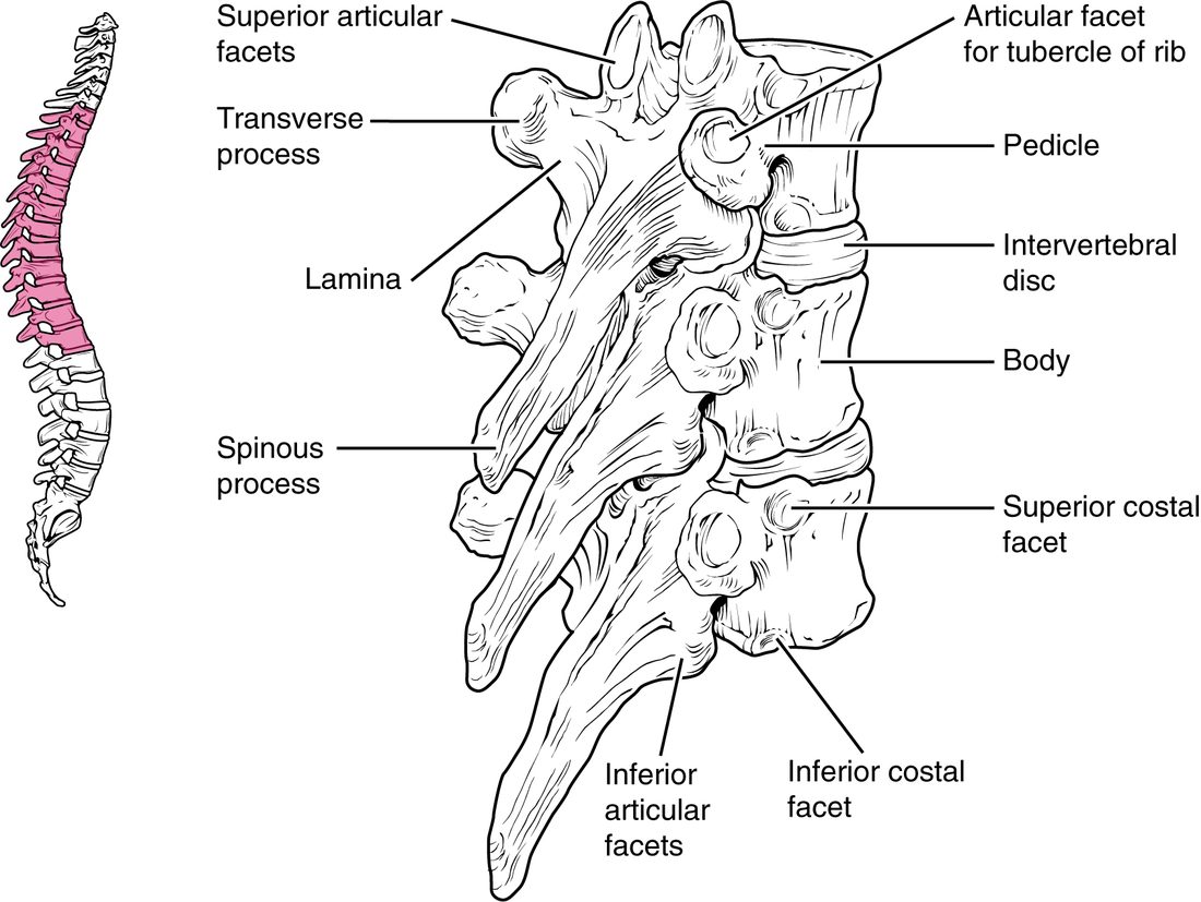 Several vertebrae of the chest region seen from the side, stacked with pads between their bodies. Each has a heart-shaped body with small smooth pits on its side, side processes with a smooth pit near their tips, and a long process at the back that slopes steeply down over the vertebra below. A small outline of the backbone highlights the chest region.
