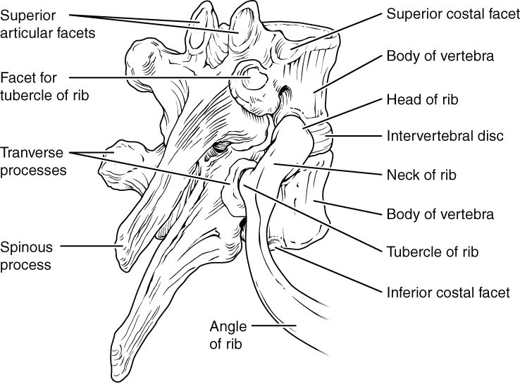 The side view of two vertebrae of the chest region with a rib attached. The rounded end of the rib fits against pits on the sides of two neighboring vertebral bodies, a narrow part follows, and a small knob farther along the rib rests against the tip of a side process. The rib then bends at an angle and curves forward.