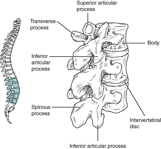 Vertebrae of the lower back seen from the side, stacked with pads between them. Each has a large, thick body and a short, broad, blunt process pointing straight back. A small outline of the backbone highlights the lower back region.