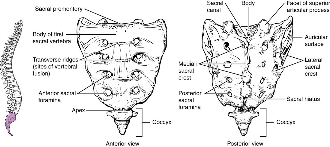 The triangular bone at the base of the backbone, from the front and the back, with the small tail bone below it. The front view shows the forward-jutting upper edge, four ridges where separate vertebrae fused, and paired holes. The back view shows a bumpy midline ridge, paired holes, the upper end of the canal inside and the opening at its lower end.