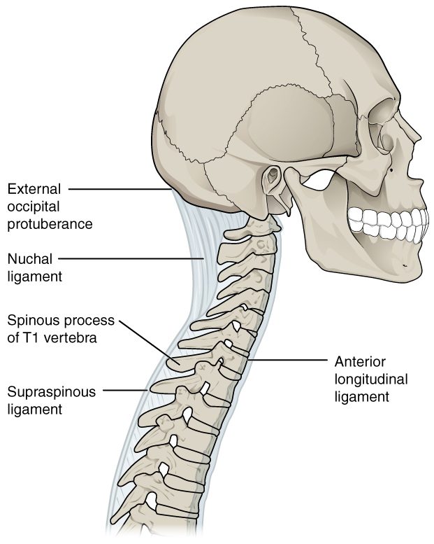 The skull and neck seen from the side, showing long bands of connective tissue along the backbone: one along the front of the vertebral bodies, one joining the tips of the processes at the back, and a broad sheet at the back of the neck running up to a bump on the back of the skull.