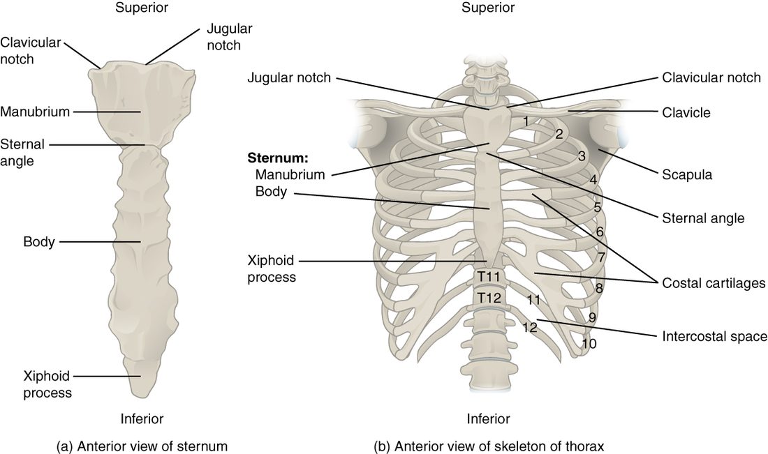 Two front views. On the left, the breastbone on its own: a wide top piece with a dip in its upper edge and notches at its upper corners, a long middle piece joined to it at a slight ridge, and a small pointed tip below. On the right, the bony chest: twelve numbered ribs curving from the backbone around to the front, bars of cartilage joining the upper ribs to the breastbone, the lower cartilages joining each other along the lower edge of the cage, the two lowest ribs ending free, the collarbones across the top, and the gaps between the ribs.