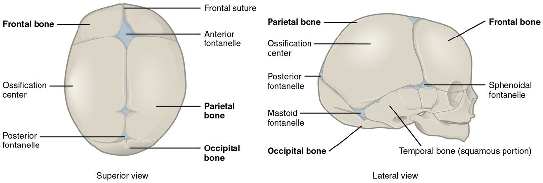 A newborn's skull seen from above and from the side. The skull bones are separate plates, each with a central point where bone first formed, and the gaps between them are wide. Soft membrane-filled areas lie where several bones meet: a large diamond-shaped one on top toward the front, a smaller one at the back, and paired ones on each side.