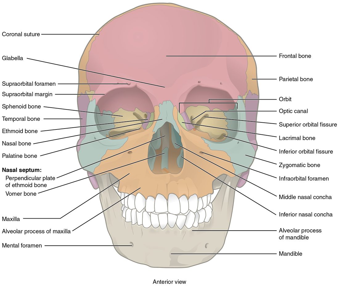 The skull seen from the front. The forehead bone sits above two eye sockets, each walled by several smaller bones with openings at the back. Below them is the pear-shaped opening of the nose, divided by a thin bony wall and holding curled shelves of bone. The upper jaw bones hold the upper teeth, the cheekbones sit at the outer corners, and the separate lower jaw holds the lower teeth, with a small hole in the chin region on each side.