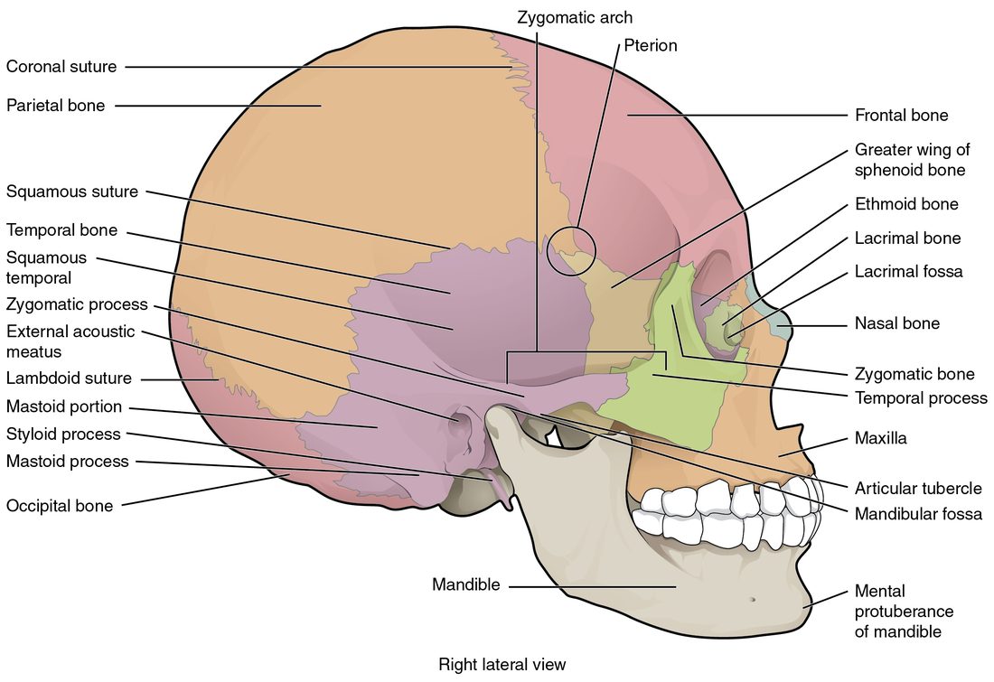 The skull seen from the right side. The large rounded brain case is made of plates joined by wavy seams, with a circled spot on the side of the head where four bones meet. A bony bar runs from the cheek back toward the ear opening, with a knob behind the ear and a thin spike pointing down beneath it. The lower jaw hinges just in front of the ear opening.