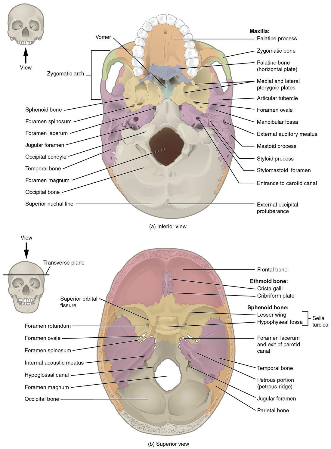 Two views of the base of the skull. The top drawing looks up at the skull from below with the lower jaw removed: the bony roof of the mouth, the large central hole at the back, the rounded knobs beside it, and many smaller holes and canals. The bottom drawing looks down into the brain case with the top removed: the floor steps down in three levels from front to back, with a saddle-shaped hollow in the middle, a sieve-like plate in front and paired holes on each side.