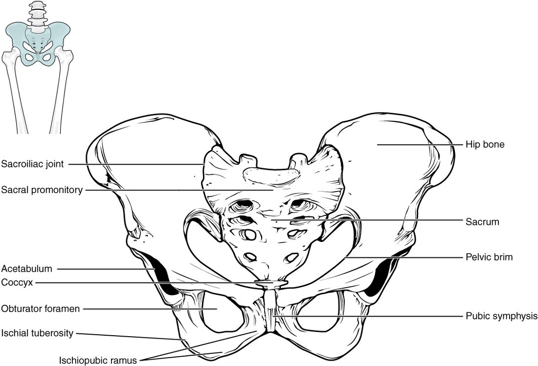The bony pelvis from the front: two large hip bones flaring out at the top, the triangular sacrum wedged between them at the back with the small tailbone below, and the two hip bones meeting at the front midline. Each hip bone has a deep socket on its outer side and a large oval hole below it, and a curved rim runs around the inside of the ring.