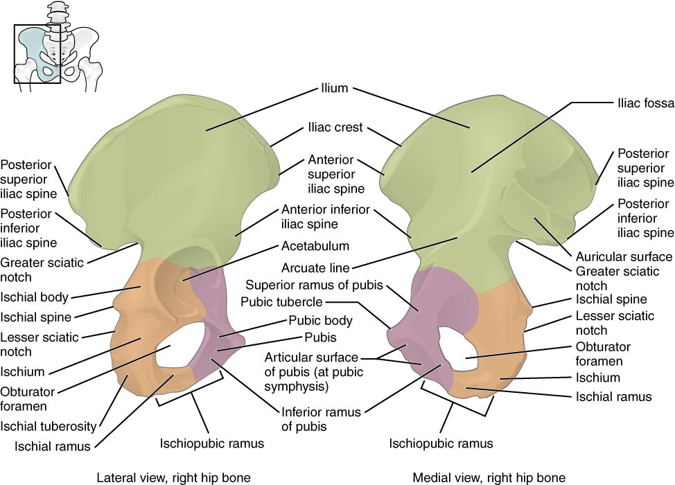 A right hip bone from the outside and from the inside, colored to show three fused regions: a broad fan-shaped upper region, a lower back region with a thick bump at its base, and a lower front region. The outside view shows the deep cup-shaped socket where all three meet, the large oval hole below it, the curved upper edge with bony points at its front and back ends, and a deep notch on the back edge.
