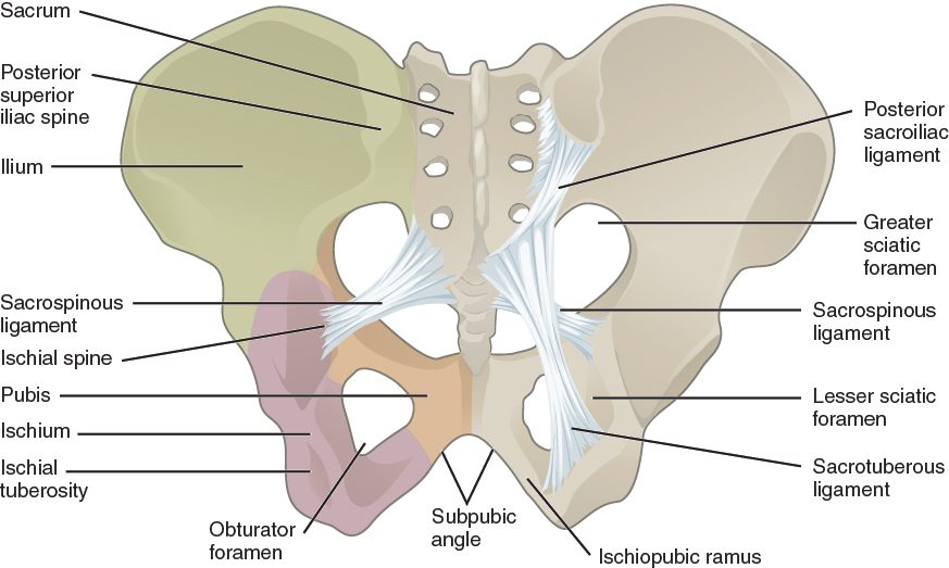 The pelvis from behind, showing two pairs of ligaments running from the sides of the sacrum down to the hip bones: a shorter one to a pointed spine and a longer one to the thick bump at the base of the hip bone, turning the notches of the hip bone into two openings. The arch below the front midline is marked.