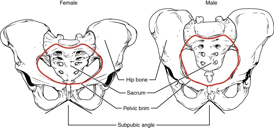A female and a male pelvis from the front, each with the rim of its inner opening outlined in red. The female pelvis is wider and shallower, with a rounder, larger opening and a wide arch below the front midline. The male pelvis is narrower and taller, with a heart-shaped opening and a narrow arch.