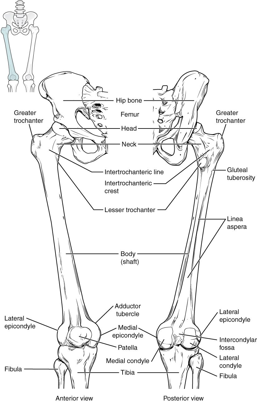 The right thigh bone from the front and the back, with the hip bone above and the knee below. The rounded head fits the hip socket on an angled neck, with a large bump on the outer side and a smaller one lower on the inner side. A rough line runs down the back of the shaft. At the knee, two large rounded knobs sit on the leg bones, with a deep notch between them at the back and the kneecap in front.