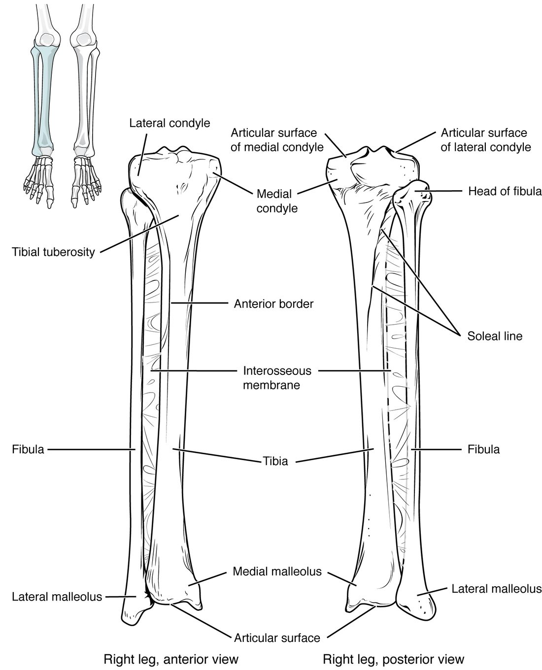 The two bones of the right leg from the front and the back. The large inner bone has a broad, flat top with two knobs, a bump on its front below the knee, a sharp front edge down the shin, and a bony bump at the inner ankle. The thin outer bone runs alongside, with a small head below the knee and a bump at the outer ankle. A sheet of tissue joins the two shafts.