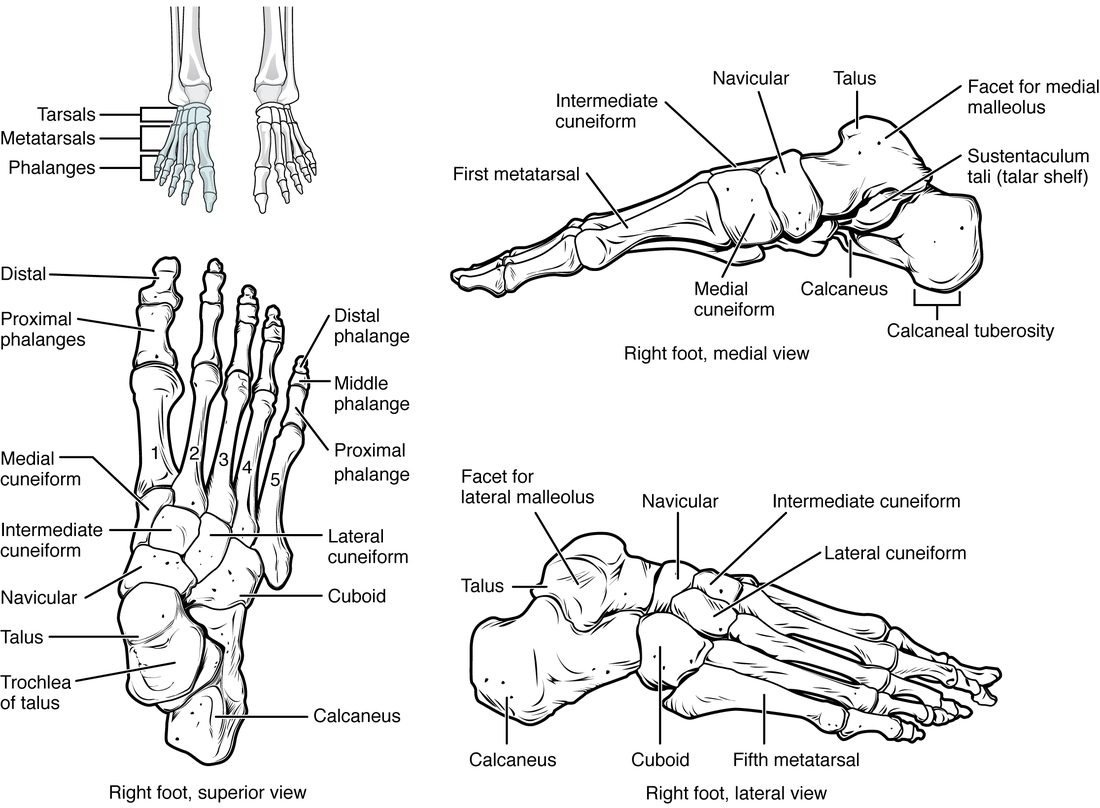 The bones of the right foot from above, from the inner side and from the outer side. Seven ankle bones form the back half of the foot, with the heel bone at the back and a bone on top of it that meets the leg. Five long bones form the middle of the foot, and the toe bones follow, two in the big toe and three in each other toe. The side views show the arch of the foot.