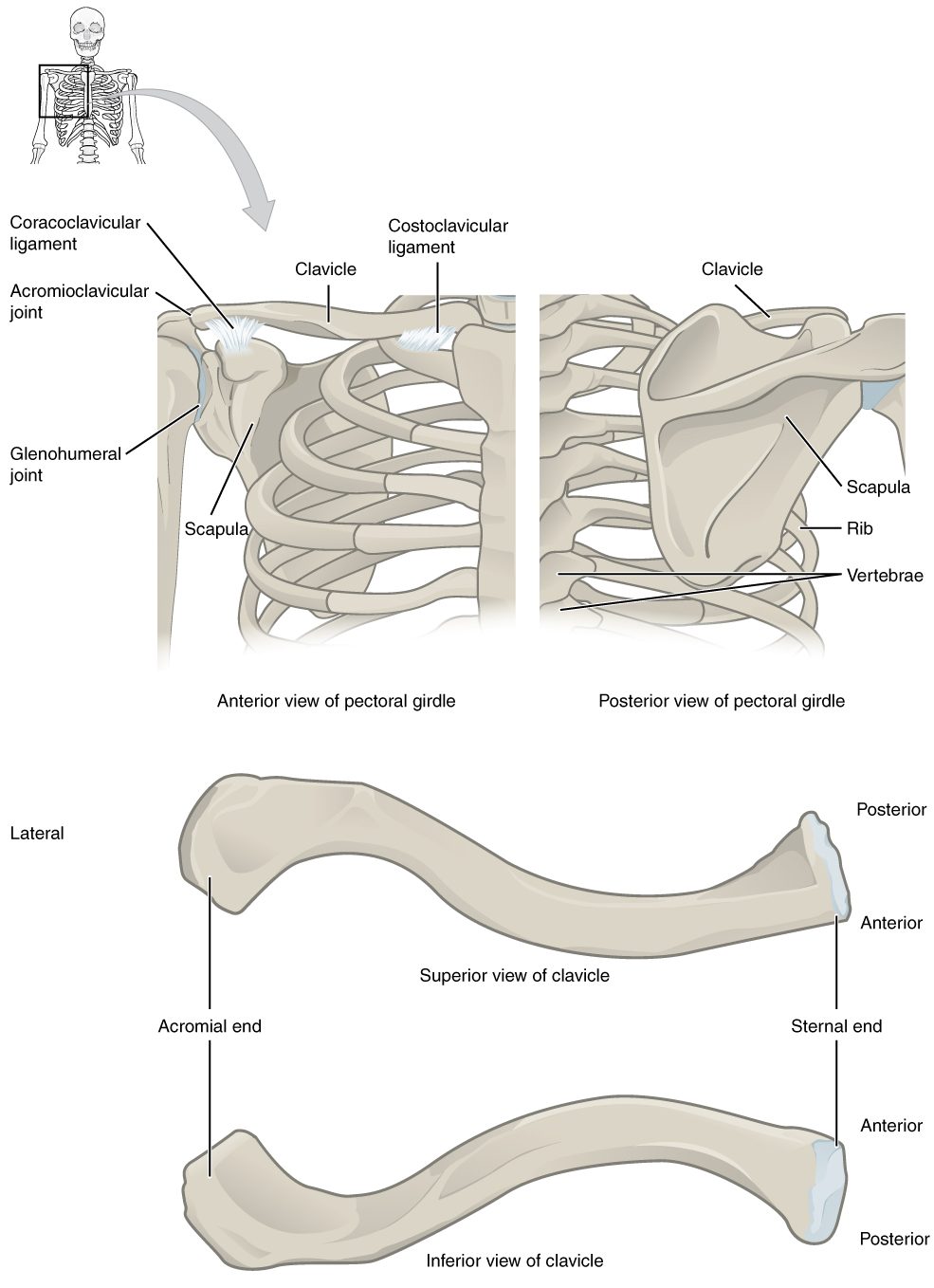 The shoulder region from the front and the back, showing the collarbone running from the top of the breastbone out to the tip of the shoulder, and the triangular shoulder blade lying on the back of the upper ribs, with the upper arm bone meeting it. Below, the collarbone on its own from above and below: an S-shaped rod with a rounded inner end and a flat outer end.