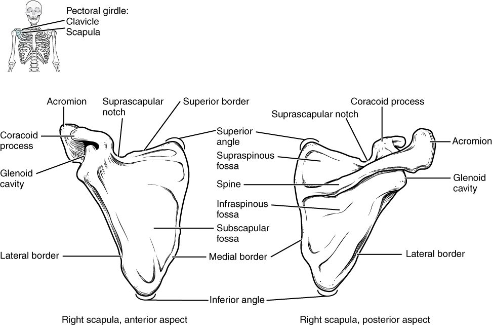 A right shoulder blade from the front and from the back. The front view shows a broad, slightly hollow surface, a hook projecting forward at the top, and a shallow socket at the outer corner. The back view shows a ridge running across the bone that ends in a flat projection at the top of the shoulder, with a hollow above the ridge and a larger hollow below it. The borders and corners of the triangle are labeled.