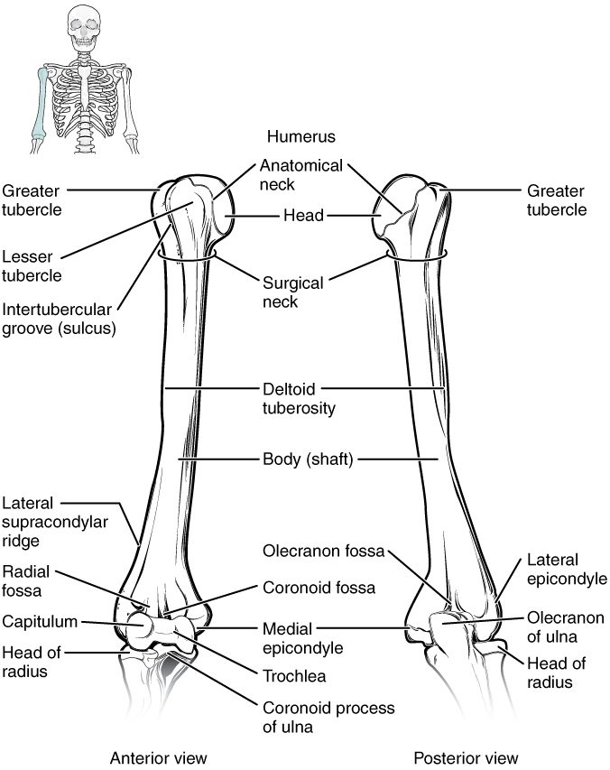 The upper arm bone from the front and the back. At its top, a rounded head is ringed by a groove and flanked by two bumps with a channel between them, and the shaft narrows just below. A rough patch sits partway down the outer side. At the bottom, knobs stick out on each side, a rounded knob and a spool-shaped surface meet the forearm bones in front, and a deep hollow lies on the back.