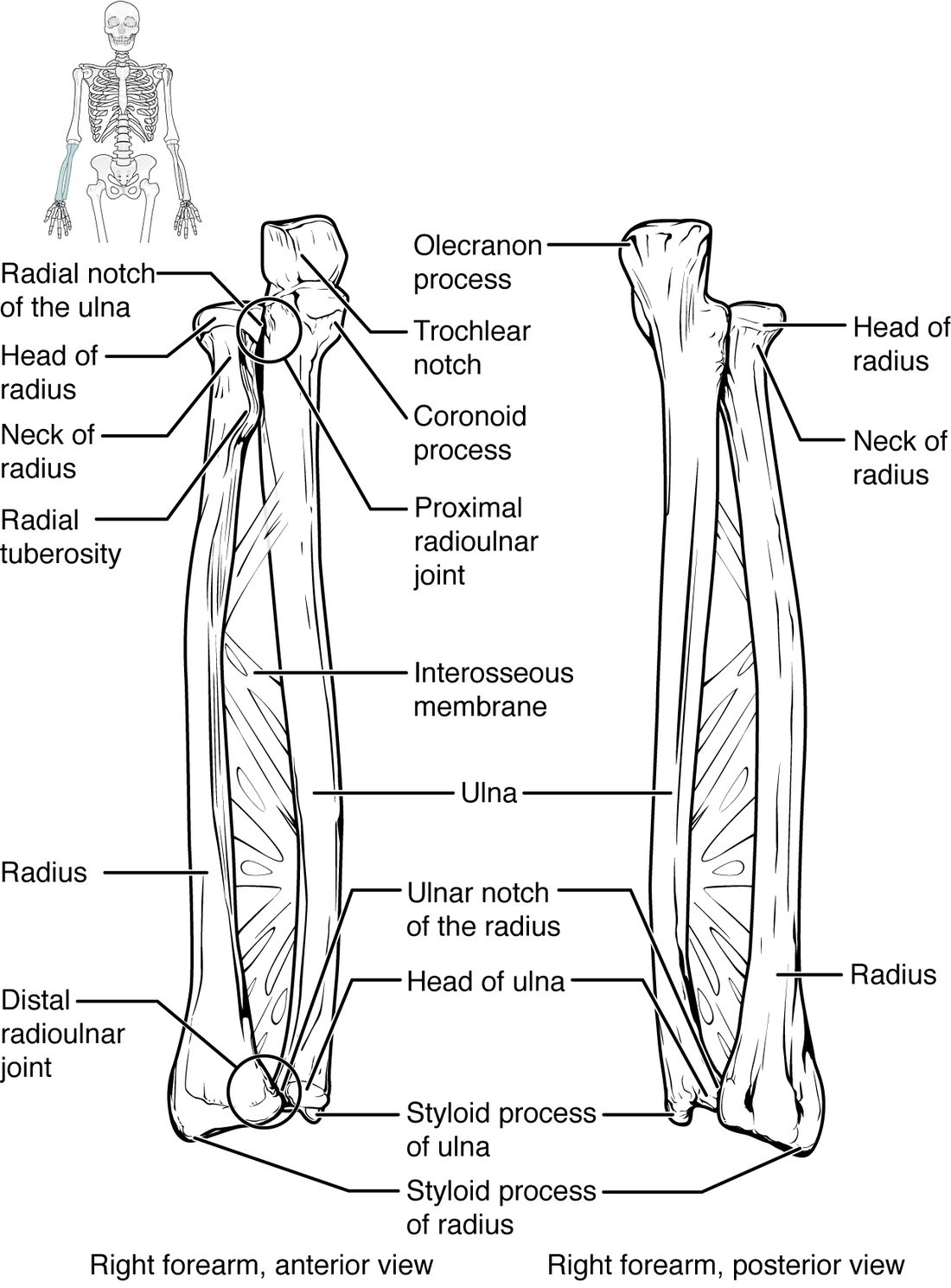 The two forearm bones of the right arm, from the front and the back. The bone on the little-finger side is large at the elbow, with a hooked point at the back and a C-shaped notch facing forward, and small at the wrist. The bone on the thumb side has a small disc-shaped head at the elbow, a bump below it, and a wide lower end at the wrist. Each ends in a small pointed process at the wrist, and a sheet of tissue joins the two shafts.