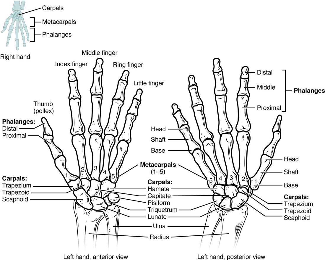 The bones of the left hand from the palm side and the back. Eight small wrist bones sit in two rows of four, five long bones form the palm, and the finger bones follow: two in the thumb and three in each finger. A small drawing of a whole hand shows the three groups.