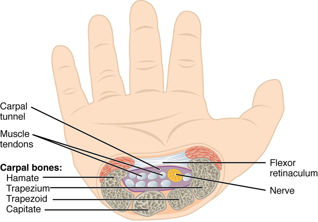 A cross section through the wrist seen from the palm side. The wrist bones form a U-shaped floor and walls, and a band of tissue across the top closes it into a tunnel. Inside the tunnel lie many round tendons and one larger nerve.