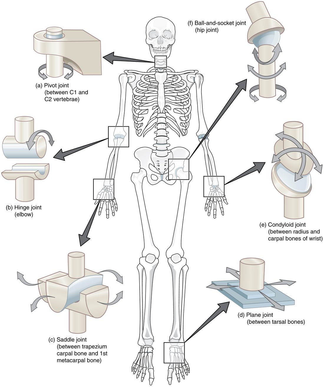 A front view of a whole skeleton with six boxes pulled out to simple models of joint shapes: a peg turning in a ring at the top of the neck; a cylinder rolling in a trough at the elbow; two saddle shapes at the base of the thumb; flat plates sliding on each other in the foot; an oval fitting into an oval hollow at the wrist; and a ball in a cup at the hip. Curved arrows on each model show the directions it can move.