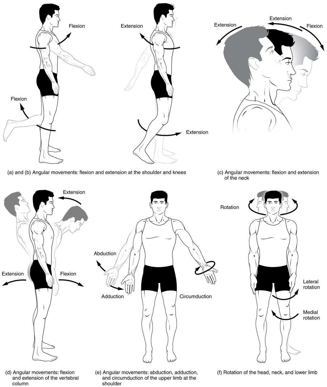 Six drawings of a man showing movements. From the side: the arm swinging forward and the leg bending back at the knee, then the arm swinging back and the leg swinging back; the head bending forward and tipping back; the trunk bending forward and arching back. From the front: one arm raised out to the side and brought back down, the other hand tracing a circle; and the head turning side to side while the thigh turns inward and outward.