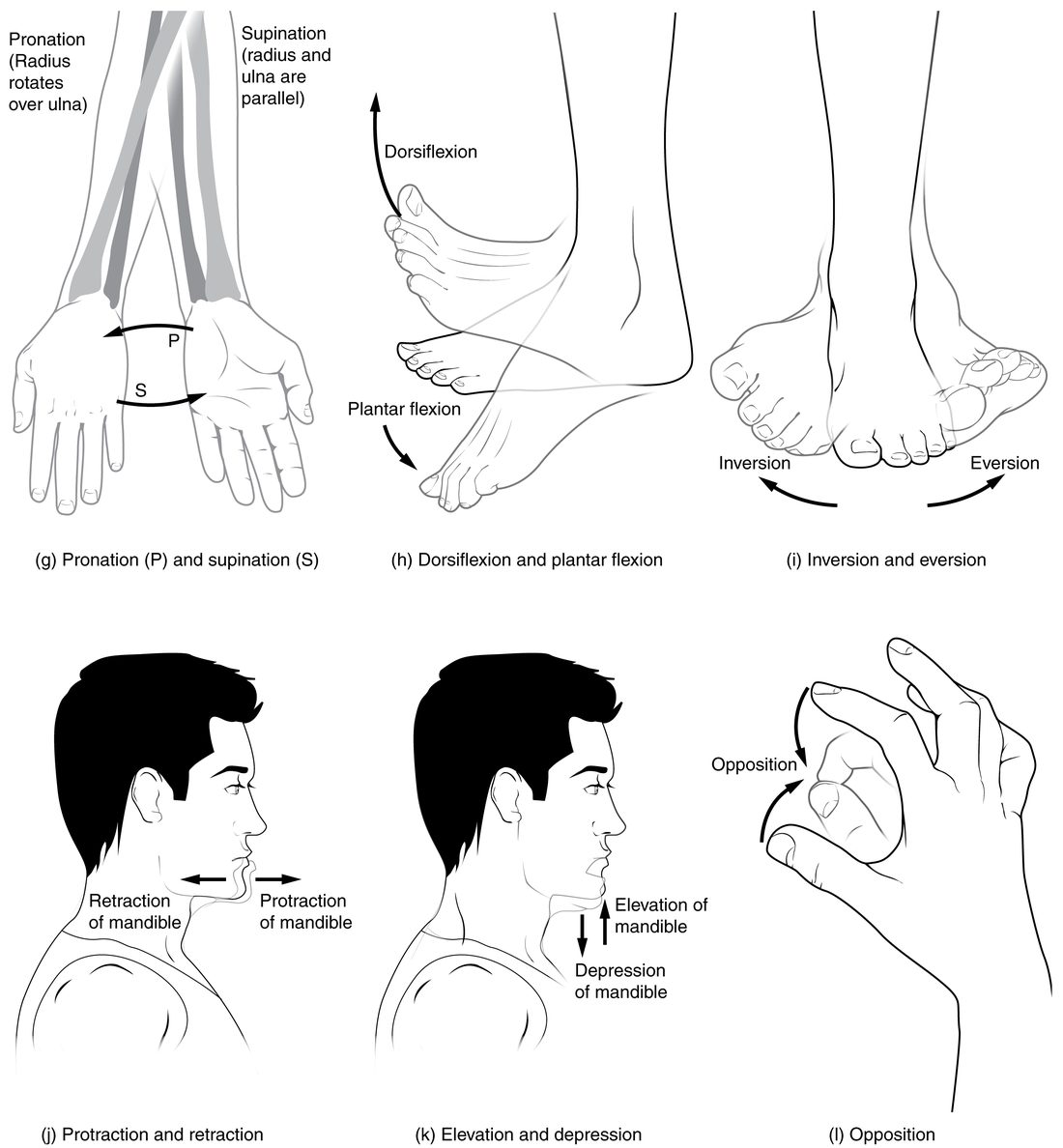 Six drawings of more movements. Two forearms: one with the palm facing forward and the two forearm bones parallel, one with the palm facing back and the bones crossed. A foot with the toes pulled up toward the shin and pointed down. Two feet with the soles turned inward and outward. A head with the jaw pushed forward and pulled back, then with the jaw raised and lowered. A hand with the thumb tip touching the tip of a finger.