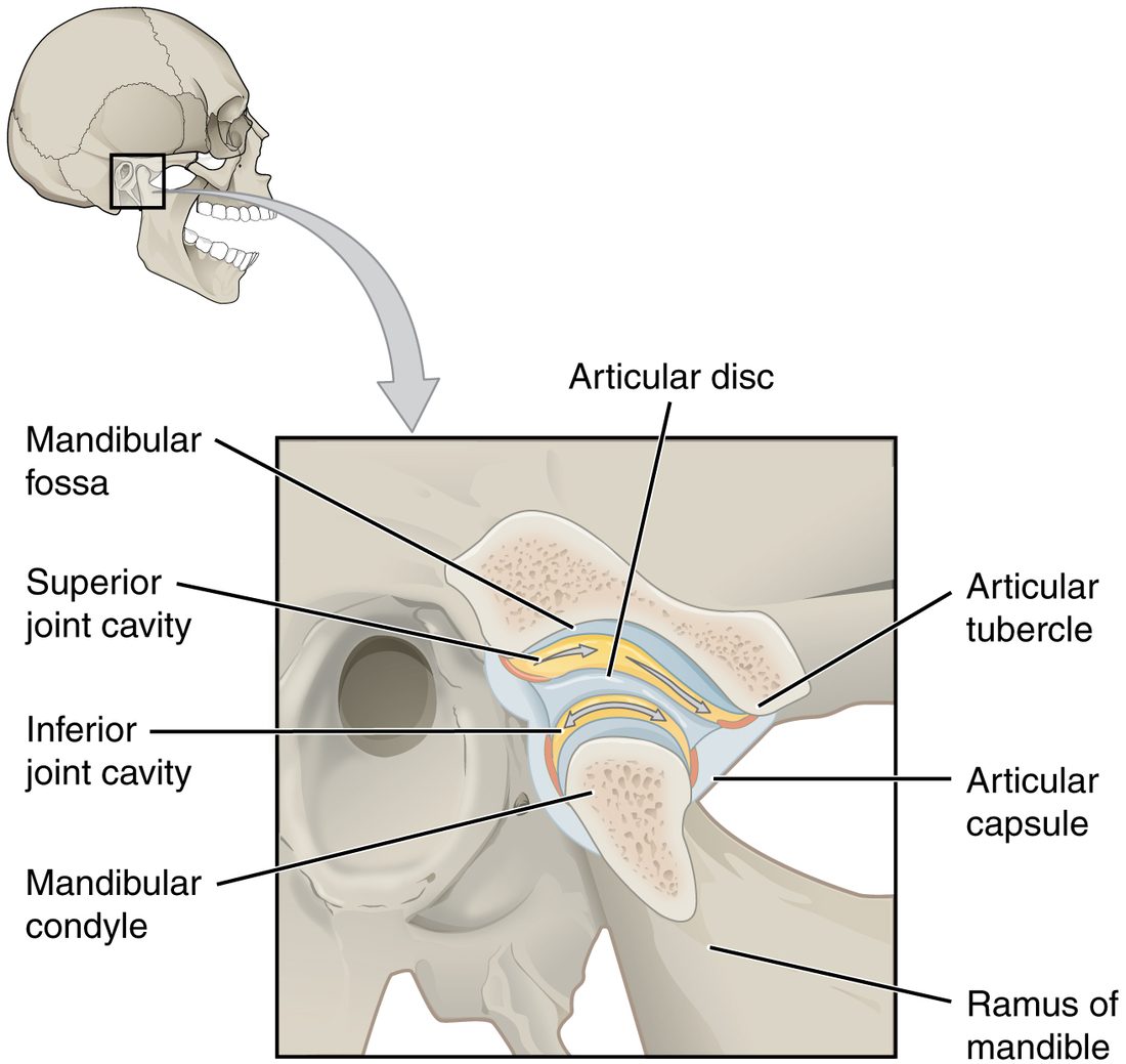 The jaw joint. A small skull in the corner marks the joint just in front of the ear. The enlarged view shows the rounded top of the lower jaw sitting under a hollow in the skull bone, with a thin plate of cartilage between them dividing the joint into an upper and a lower fluid space, all enclosed by a sleeve of tissue. Arrows show the jaw's top gliding forward.