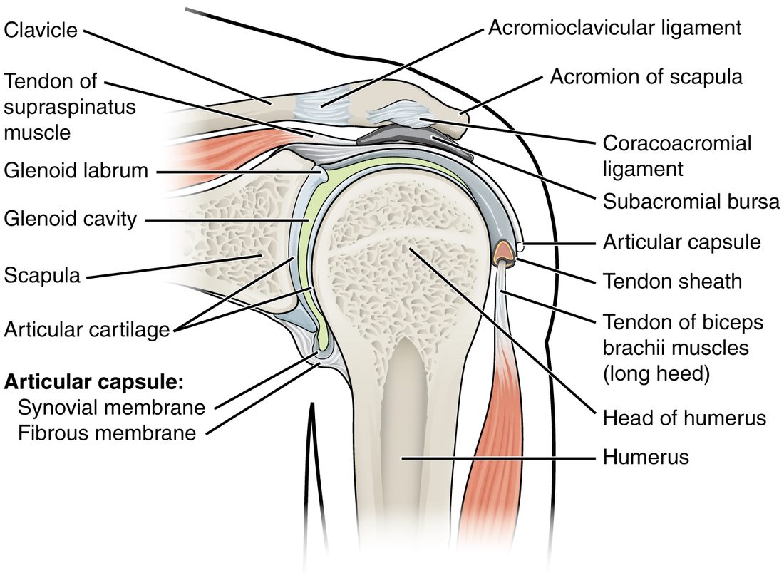 A front section through the right shoulder. The large rounded head of the upper arm bone rests against a small shallow socket on the shoulder blade, deepened by a rim of cartilage. A loose sleeve surrounds the joint. Above it, a bony shelf of the shoulder blade and a ligament form a roof, with a flattened fluid sac underneath. Two tendons pass near the joint, one running over the top and one running down the front of the arm in its own sheath.