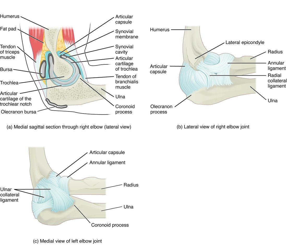 Three views of the elbow. A lengthwise section shows the lower end of the upper arm bone fitting into a deep notch of the ulna, with cartilage on both surfaces, a fluid space, fat pads, and a fluid sac behind the point of the elbow. The outer view shows a ring of ligament around the head of the radius and a fan-shaped ligament on the outer side. The inner view shows a triangular ligament on the inner side joining the upper arm bone to the ulna.