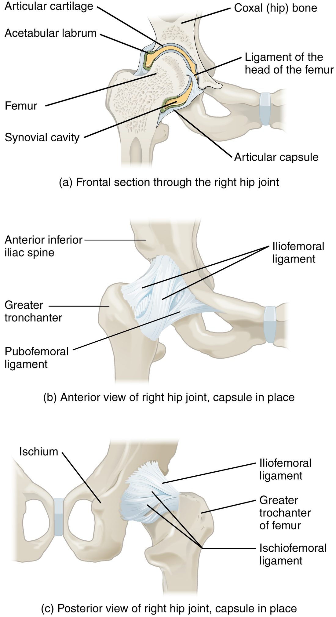 Three views of the right hip joint. A front section shows the head of the femur deep in the socket of the hip bone, a rim of cartilage deepening the socket, a small ligament from the socket to the femoral head, and a thick sleeve around the joint. Front and back views show strong bands of ligament spiraling around the sleeve from the hip bone to the femur.