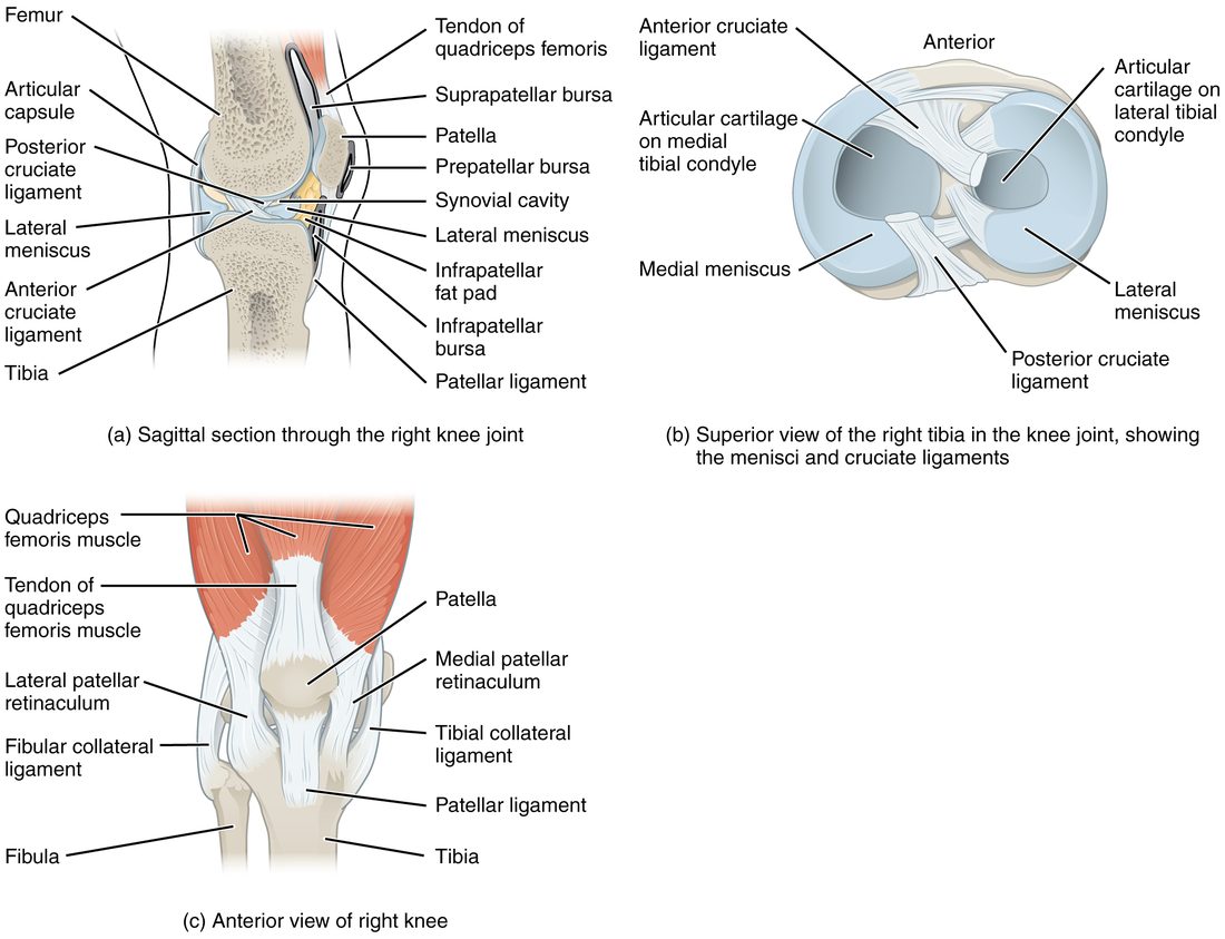 Three views of the right knee. A side section shows the thigh bone on the shin bone, the kneecap in front, two crossing ligaments inside the joint, C-shaped cartilage pads between the bones, and several fluid sacs. A view from above the shin bone shows the two C-shaped pads and where the crossing ligaments attach. A front view shows the kneecap in the tendon from the thigh, the ligament below it, and a ligament on each side of the knee.