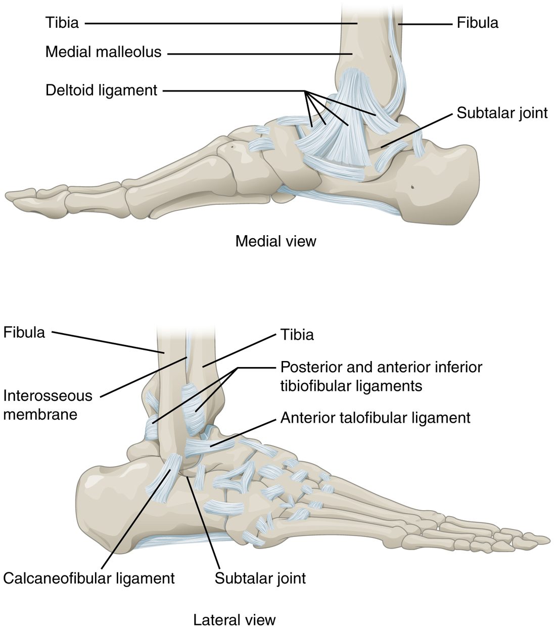 Inner and outer views of the right ankle and foot. The inner view shows a broad fan-shaped ligament spreading down from the inner bump of the tibia to the ankle bones, and the joint below the talus. The outer view shows the fibula joined to the tibia by ligaments and a membrane, and short ligaments running from the outer bump of the fibula forward to the talus and down to the heel bone.