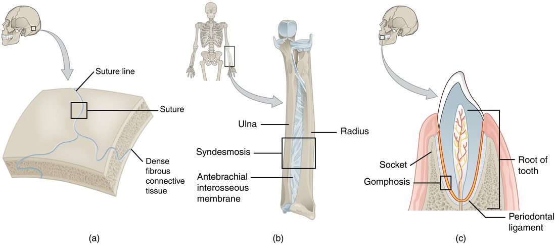 Three drawings of joints held together by fibrous tissue. Left: a curved piece of skull with a wavy seam between two bones, enlarged to show dense fibrous tissue filling the seam. Middle: the two forearm bones side by side, joined along their length by a broad sheet of fibers. Right: a tooth cut lengthwise, sitting in its bony socket, with a thin layer of fibers between the root and the socket.