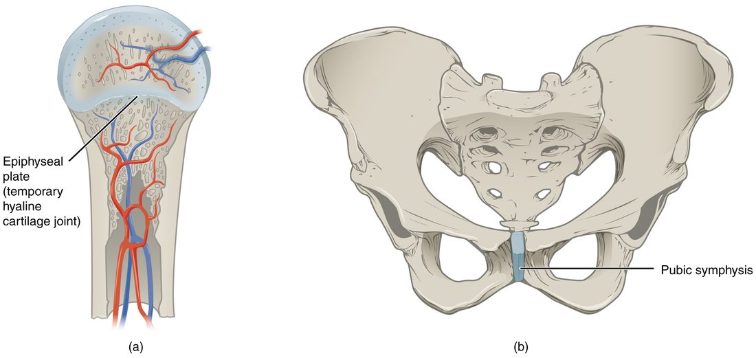 Two joints held together by cartilage. Left: the upper end of a growing long bone, with a band of cartilage separating the rounded end from the shaft. Right: the front of the bony pelvis, where the two hip bones meet at the midline across a pad of cartilage.
