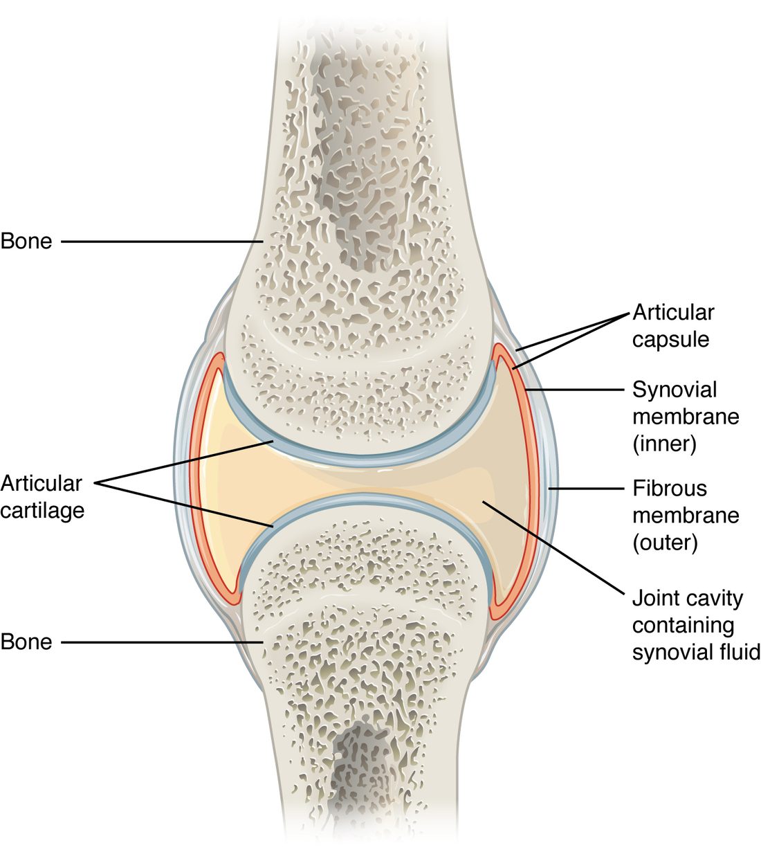 A section through a joint between two bone ends. Each bone end is capped with a smooth blue layer of cartilage. A space filled with pale fluid separates the two caps. A two-layer sleeve encloses the space: a thin red inner lining and a tougher gray outer layer that blends into the covering of each bone.