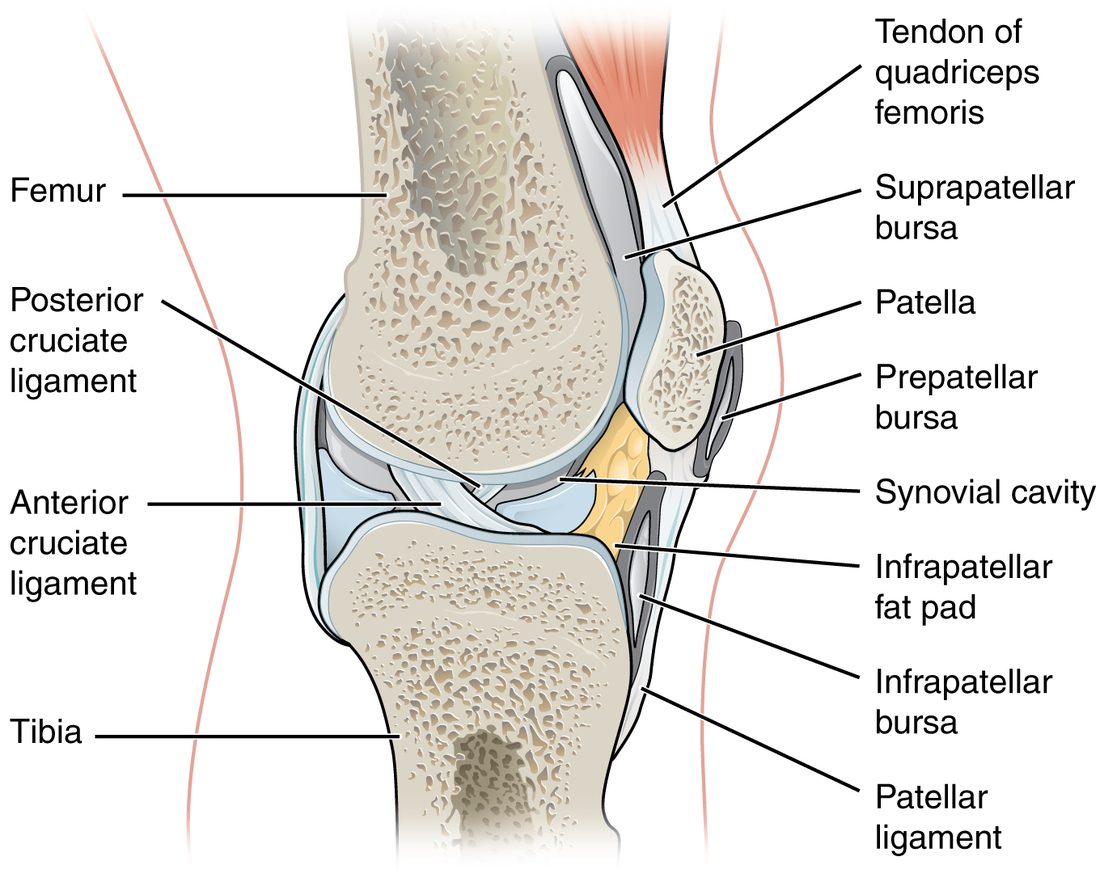 A section through the knee from the side. The thigh bone sits on the shin bone, with the kneecap in front. Several flattened fluid-filled sacs lie between the kneecap, its tendon and ligament, the skin, and the bones, and a yellow pad of fat sits behind the ligament below the kneecap. Two crossing ligaments run inside the joint between the bones.